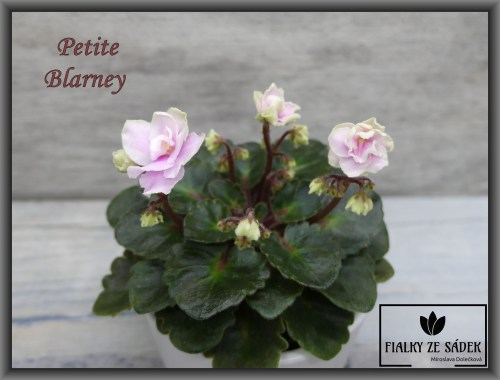 Petite Blarney